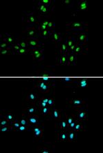 NR5A2 Antibody in Immunocytochemistry (ICC/IF)