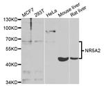 NR5A2 Antibody in Western Blot (WB)