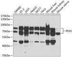 PEX5 Antibody in Western Blot (WB)