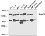 Gemin 3 Antibody in Western Blot (WB)