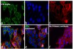 IFI6 Antibody