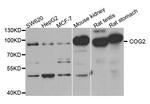 COG2 Antibody in Western Blot (WB)