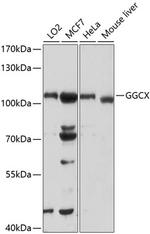 GGCX Antibody in Western Blot (WB)