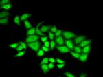 POLE3 Antibody in Immunocytochemistry (ICC/IF)