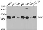 GAMT Antibody in Western Blot (WB)