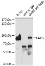 GMPS Antibody in Immunoprecipitation (IP)