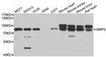 GMPS Antibody in Western Blot (WB)