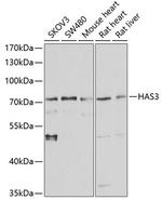 HAS3 Antibody in Western Blot (WB)