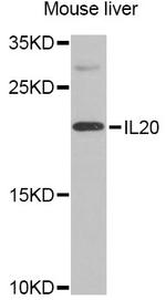 IL-20 Antibody in Western Blot (WB)
