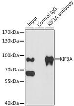 KIF3A Antibody in Immunoprecipitation (IP)