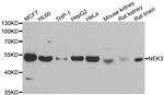 NEK3 Antibody in Western Blot (WB)