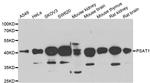 PSAT1 Antibody in Western Blot (WB)