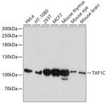 TAF1C Antibody in Western Blot (WB)