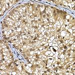 DCAF7 Antibody in Immunohistochemistry (Paraffin) (IHC (P))