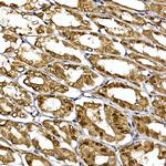 DCAF7 Antibody in Immunohistochemistry (Paraffin) (IHC (P))