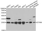 DTYMK Antibody in Western Blot (WB)