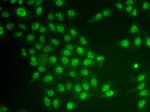 CRY2 Antibody in Immunocytochemistry (ICC/IF)