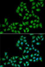 ELF1 Antibody in Immunocytochemistry (ICC/IF)