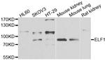 ELF1 Antibody in Western Blot (WB)