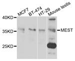 MEST Antibody in Western Blot (WB)