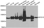 MYO1C Antibody in Western Blot (WB)