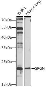 Serglycin Antibody in Western Blot (WB)