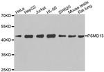 PSMD13 Antibody in Western Blot (WB)