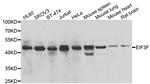 eIF3f Antibody in Western Blot (WB)