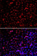 ENOX2 Antibody in Immunocytochemistry (ICC/IF)