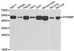 STAMBP Antibody in Western Blot (WB)