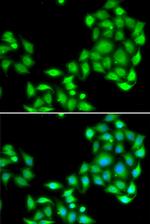 OGFR Antibody in Immunocytochemistry (ICC/IF)