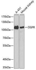 OGFR Antibody in Western Blot (WB)