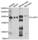 CLASP1 Antibody in Western Blot (WB)