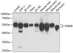 FKBP8 Antibody in Western Blot (WB)