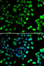 NTMT1 Antibody in Immunocytochemistry (ICC/IF)