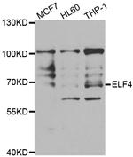 ELF4 Antibody in Western Blot (WB)