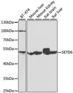 SETD6 Antibody in Western Blot (WB)