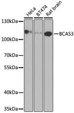 BCAS3 Antibody in Western Blot (WB)
