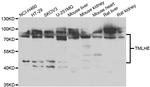 TMLHE Antibody in Western Blot (WB)