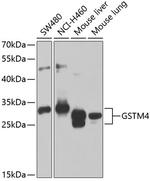 GSTM4 Antibody in Western Blot (WB)