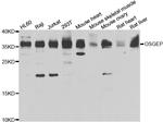 OSGEP Antibody in Western Blot (WB)