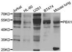 PBX1 Antibody in Western Blot (WB)