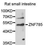 ZNF785 Antibody in Western Blot (WB)