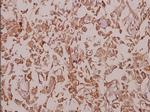 KCNMB2 Antibody in Immunohistochemistry (Paraffin) (IHC (P))