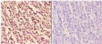 WIPF1 Antibody in Immunohistochemistry (Paraffin) (IHC (P))