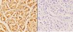 WIPF1 Antibody in Immunohistochemistry (Paraffin) (IHC (P))