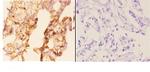 WIPF1 Antibody in Immunohistochemistry (Paraffin) (IHC (P))