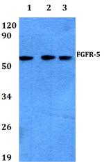 FGFR5 Antibody in Western Blot (WB)