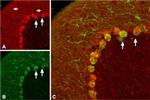 proBDNF Antibody in Immunohistochemistry (IHC)