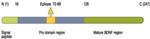 proBDNF Antibody